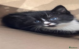 Mixed Breed cats for sale: 7 beautiful kittens available. - Image 2