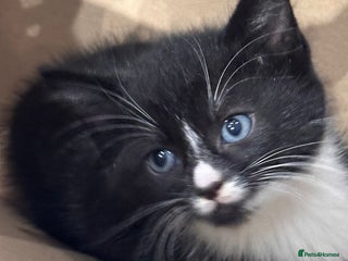 Mixed Breed cats - Advert 9