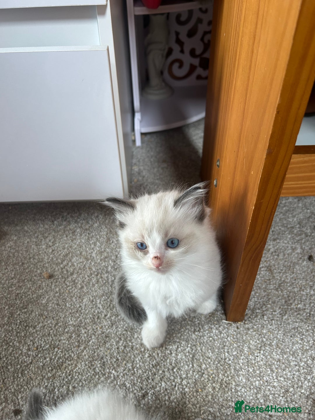 Ragdoll cats for sale: Ragdolls - Image 5