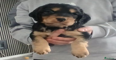 Cocker Spaniel dogs - Advert 1