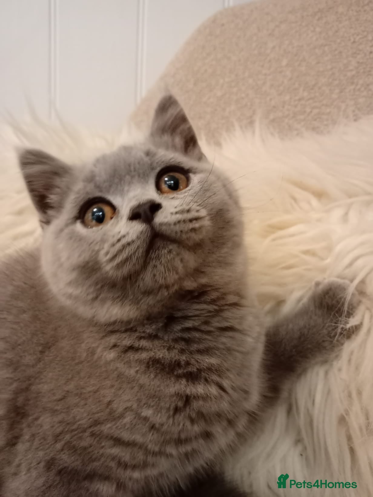 British Shorthair cats Gccf British short hair kittens ready to leave - Advert 2