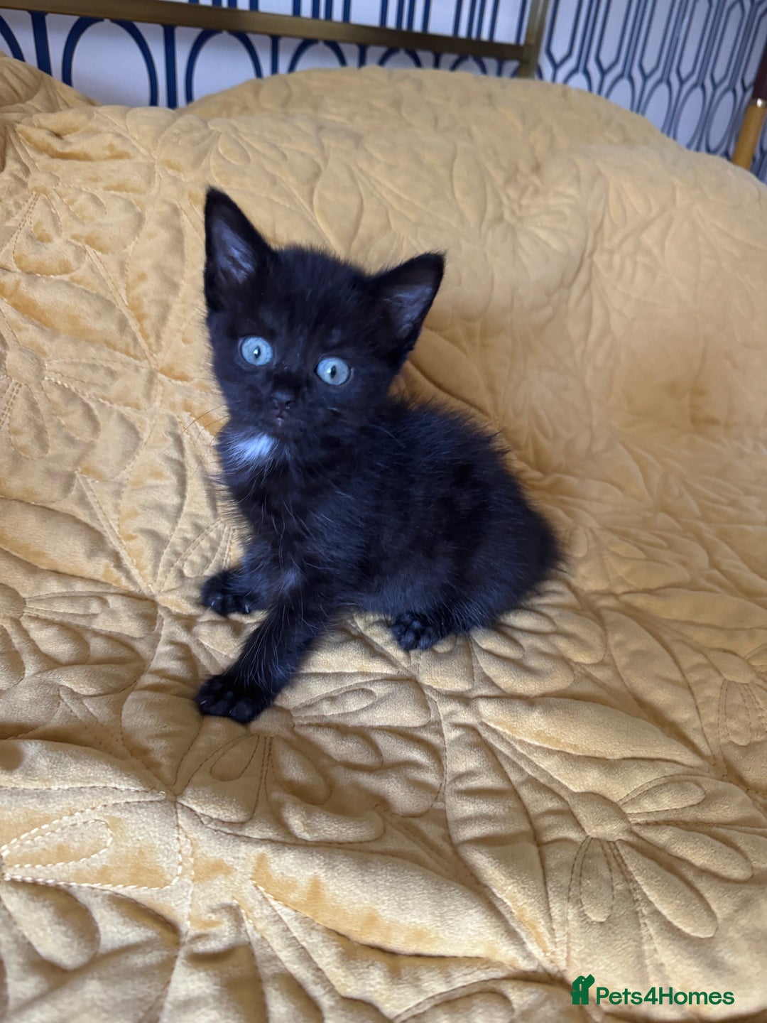 British Shorthair cats for sale: Pure British Shorthair Kittens Ready Now! - Image 22