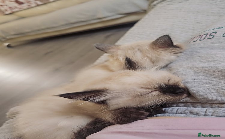 Ragdoll cats Two beautiful 5 month old Ragdoll kittens for sale - Advert 1