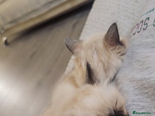 Ragdoll cats Two beautiful 5 month old Ragdoll kittens for sale - Advert 1