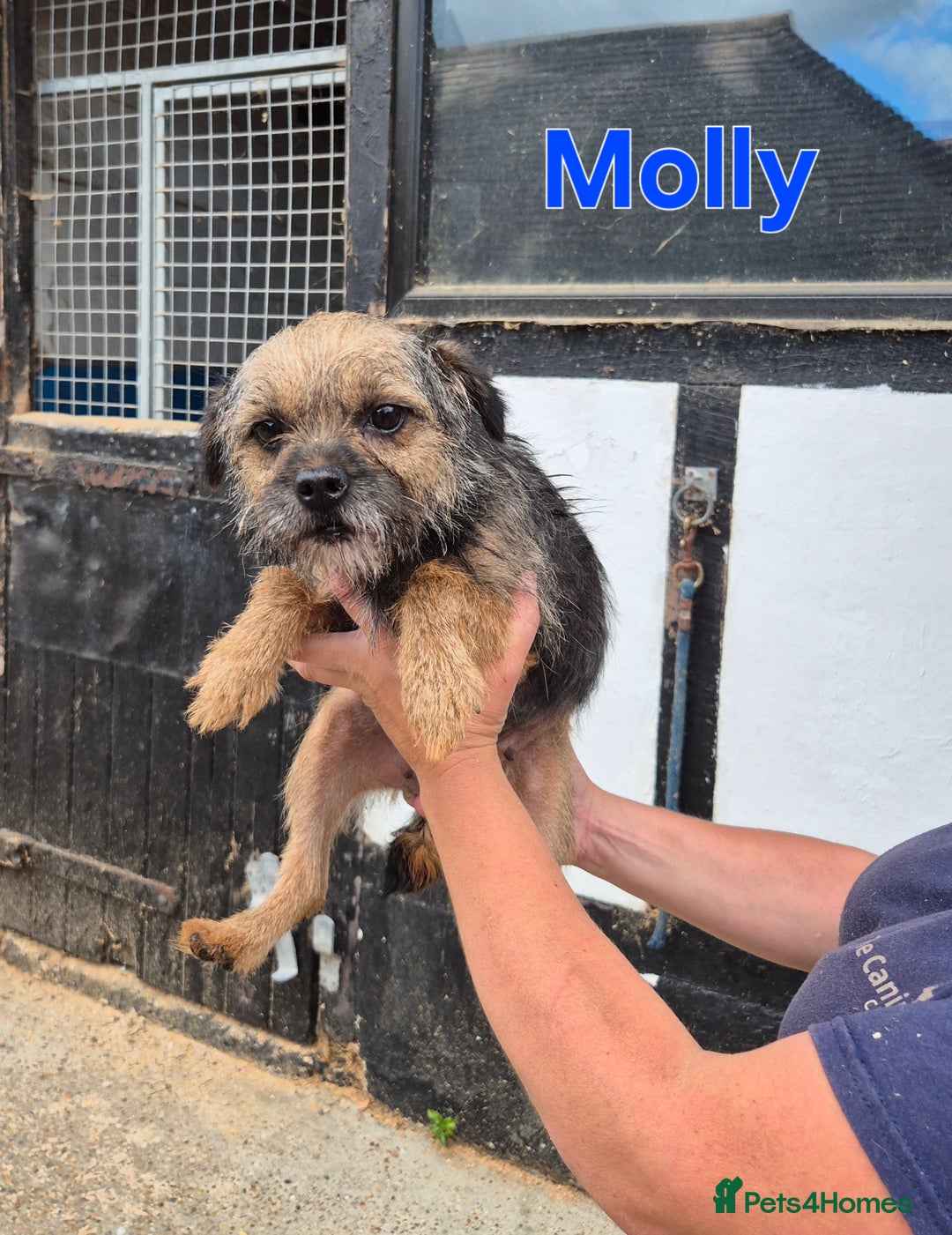 Border Terrier dogs for sale: Adult Female Border Terriers - Image 7