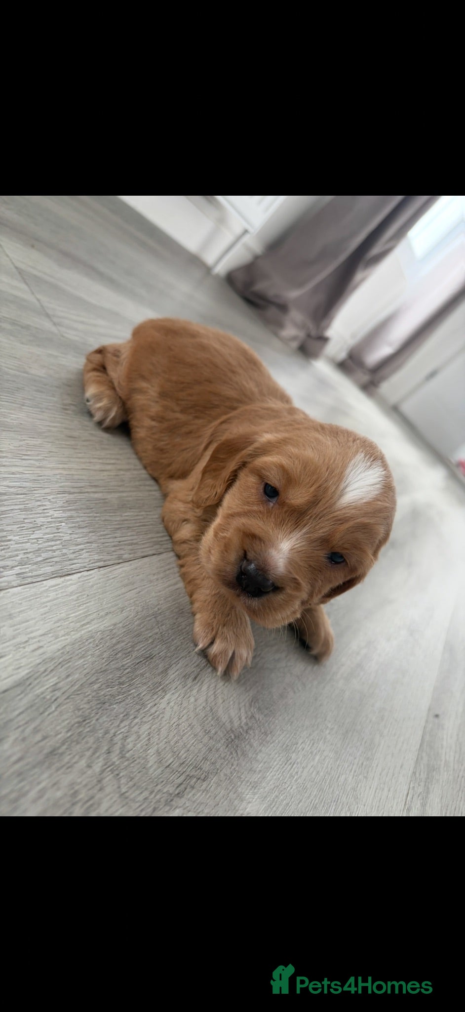 Cocker Spaniel dogs 4 beautiful cocker spaniel puppies for sale❤️🏡🤩 - Advert 2