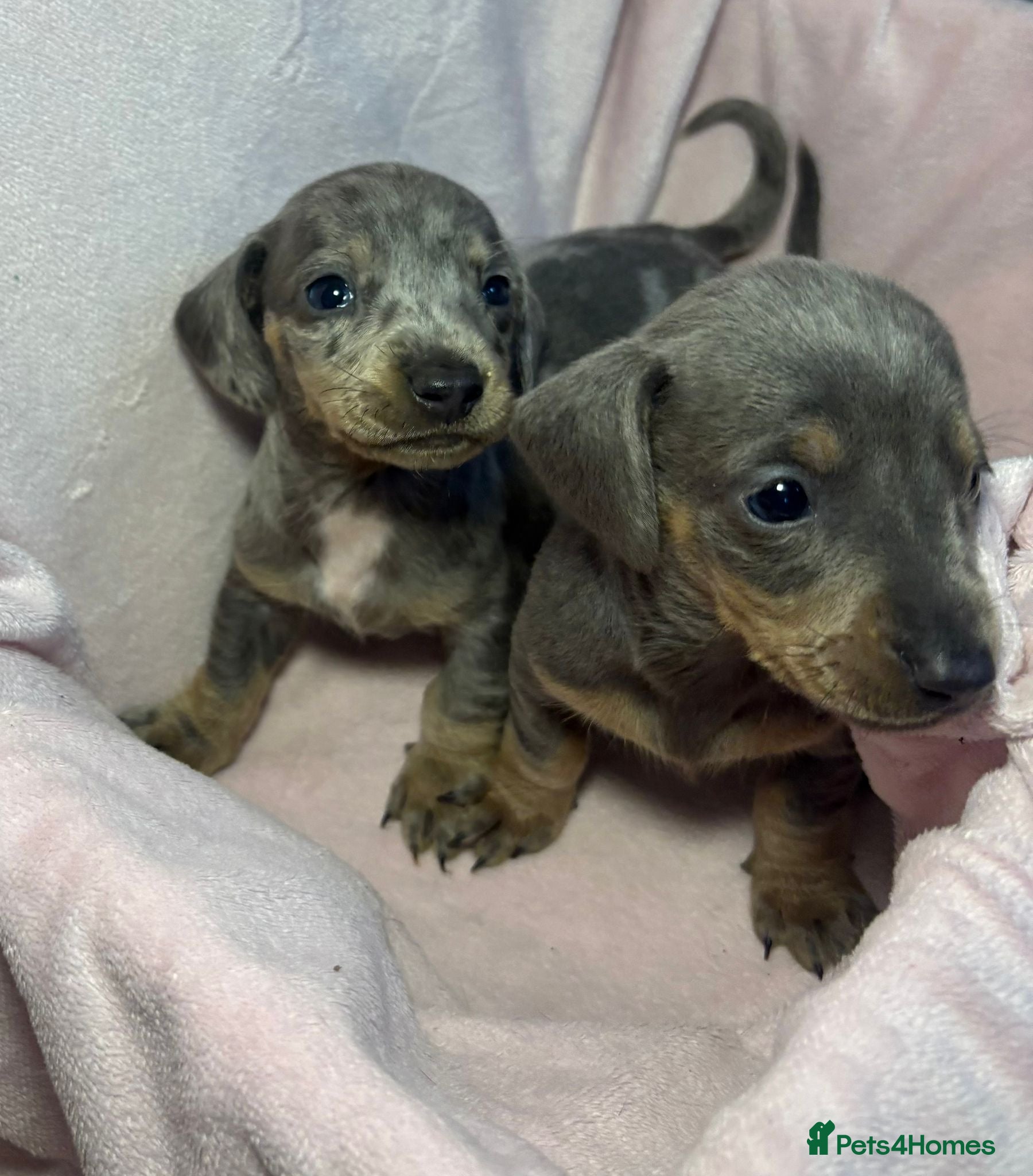 Dachshund dogs Dachshund Puppies for sale  - Advert 11