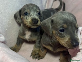 Dachshund dogs Dachshund Puppies for sale - Advert 11