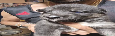 Shepsky Puppy 7