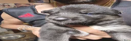 Shepsky dogs for sale: 9 shepsky puppies  - Advert 11