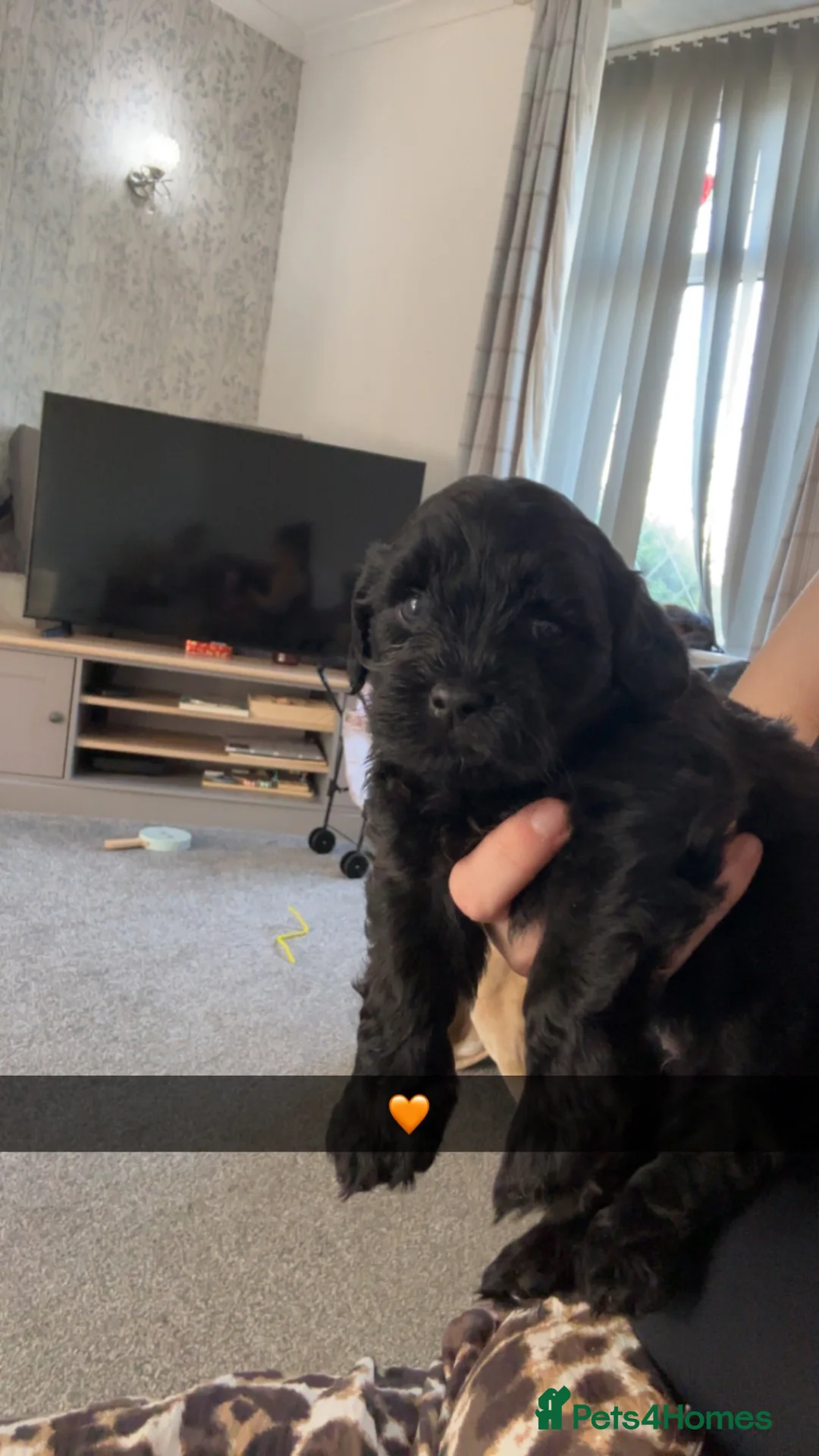 Lhasapoo dogs for sale: Beautiful Lhasapoo Puppies in Bolton - Advert 14