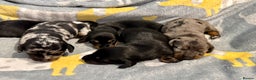 Miniature Dachshund dogs for sale: Mini dachshund puppies KC registered, DNA tested - Advert 32