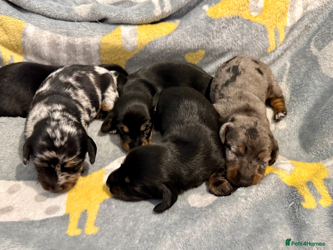 Miniature Dachshund dogs for sale: Mini dachshund puppies KC reg parents DNA tested - Image 13