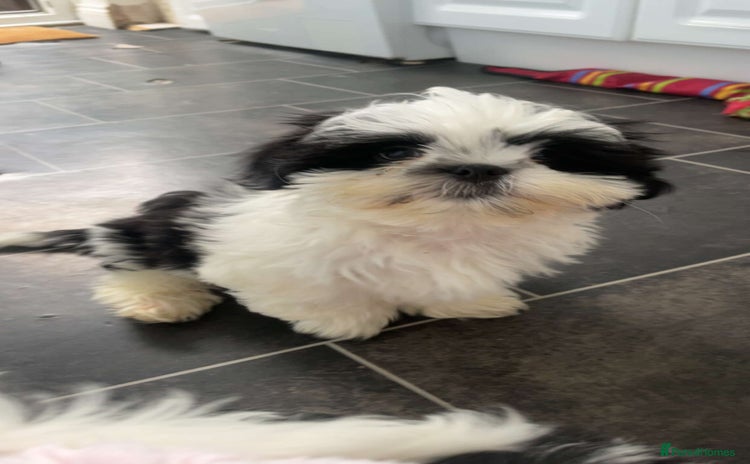 Shih Tzu dogs - Advert 4