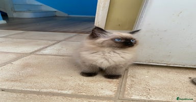 Ragdoll cats - Advert 11