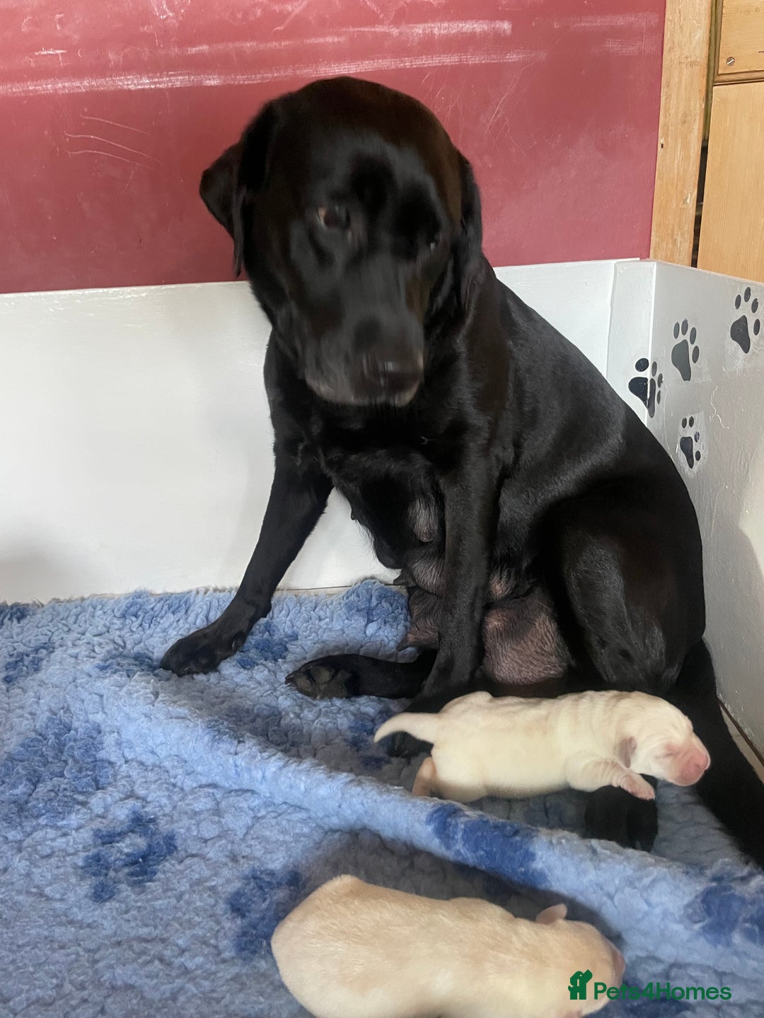 Labrador Retriever dogs for sale: Fabulous KC registered labradors - Image 36