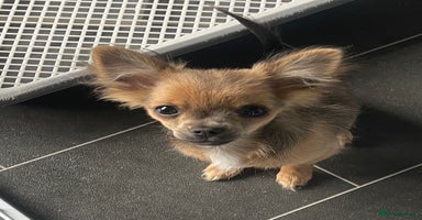 Chihuahua dogs - Advert 14