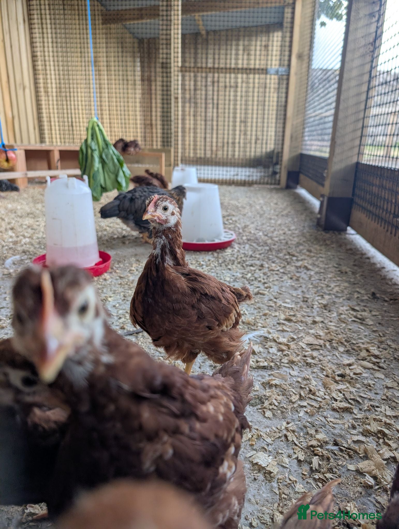 Chickens poultry Warren / Loham Brown Chicks - Advert 2