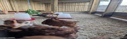 Chickens poultry for sale: Warren / Loham Brown Chicks in Abergele - Advert 2