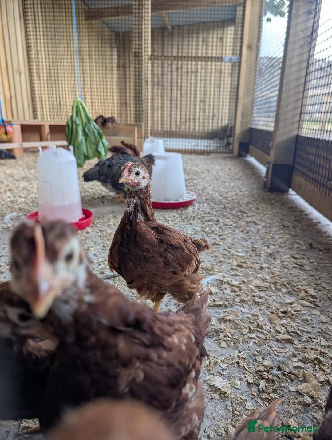 Chickens poultry for sale: Warren / Loham Brown Chicks in Abergele - Advert 2