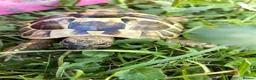 Hermann Tortoise reptiles for sale: Harmann Tortoise 6 years old  in Egham - Advert 15