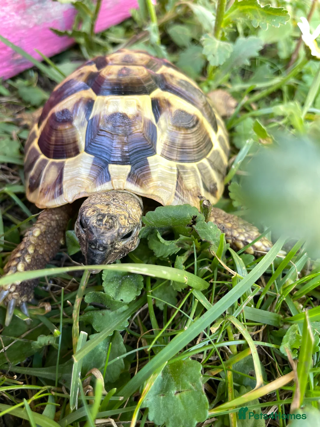 Hermann Tortoise reptiles for sale: Harmann Tortoise 6 years old  in Egham - Advert 15