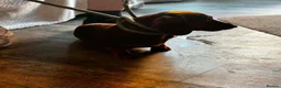 Miniature Dachshund dogs for sale: Miniature dachshund  - Advert 5