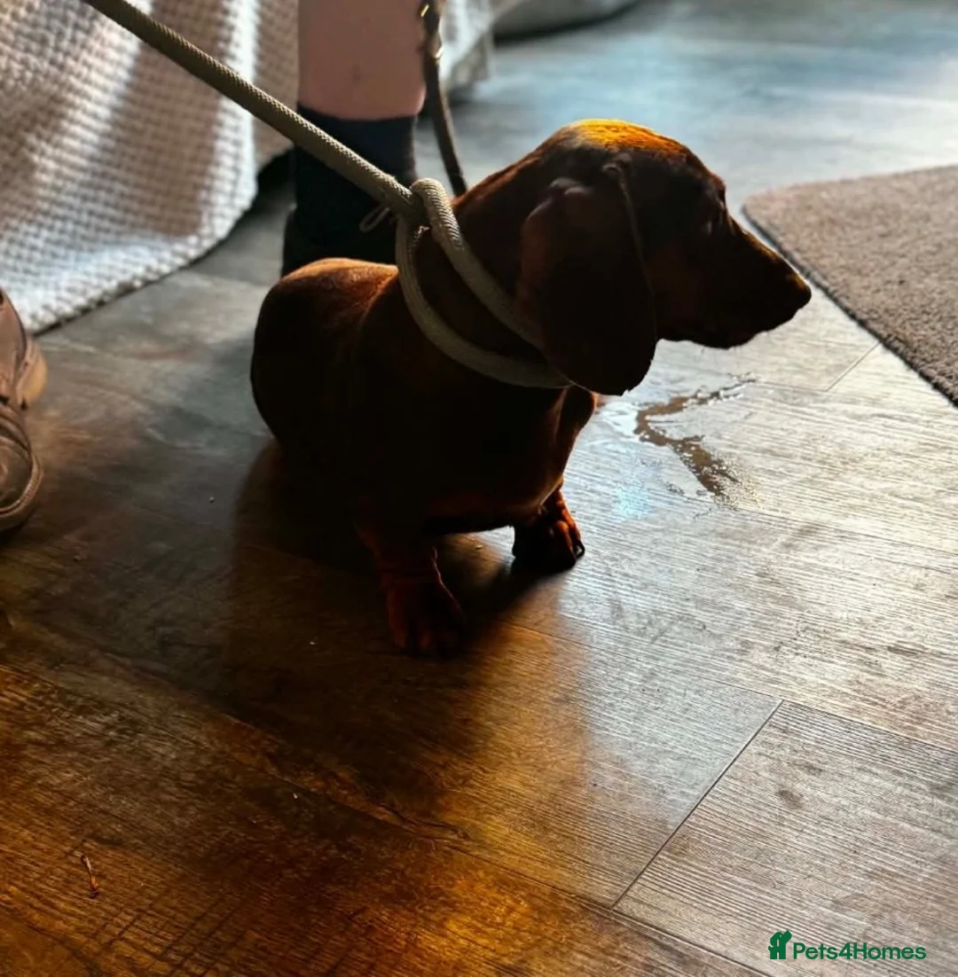 Miniature Dachshund dogs for sale: Miniature dachshund  - Advert 5