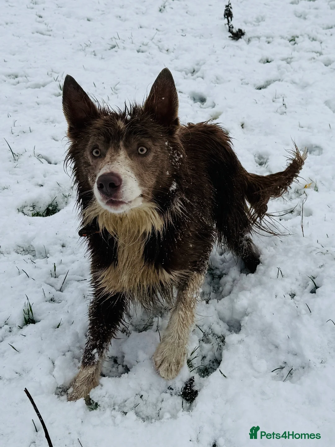 Border Collie dogs for stud: *STUD* Stunning lilac and white border collie  - Advert 6