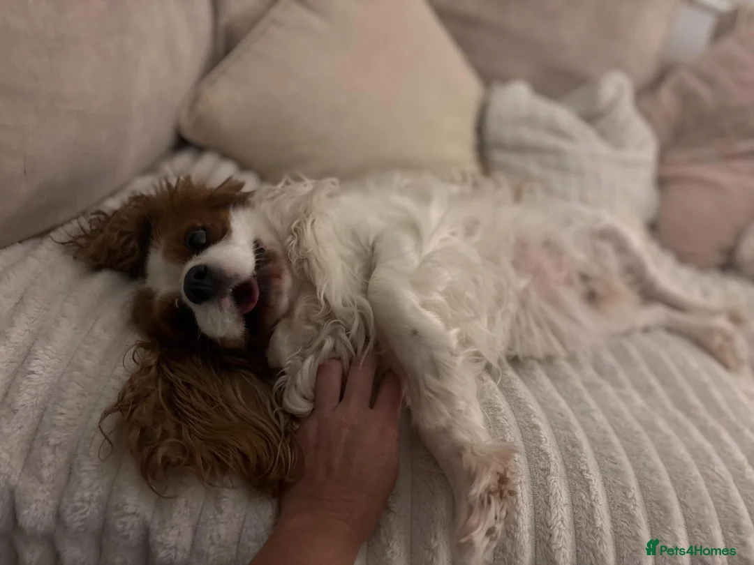 Cavalier King Charles Spaniel dogs for sale: Cavalier king charles - Advert 5