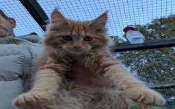 Maine Coon cats for sale: Active Maine Coon kitten - Image 3