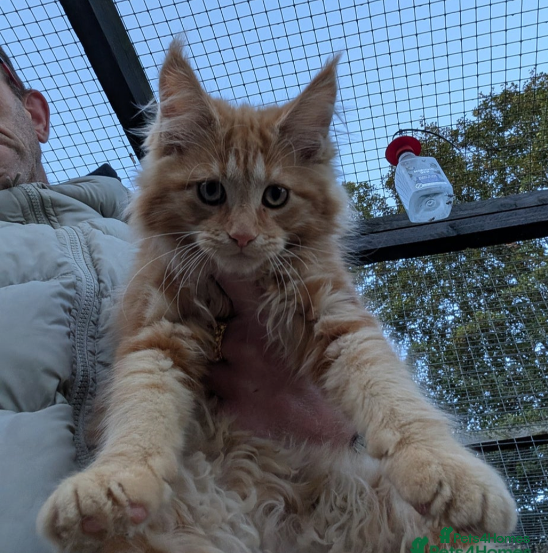 Maine Coon cats for sale: Active Maine Coon kitten - Image 3