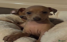 Italian Greyhound dogs for sale: Italian Greyhound Puppies  - Image 8