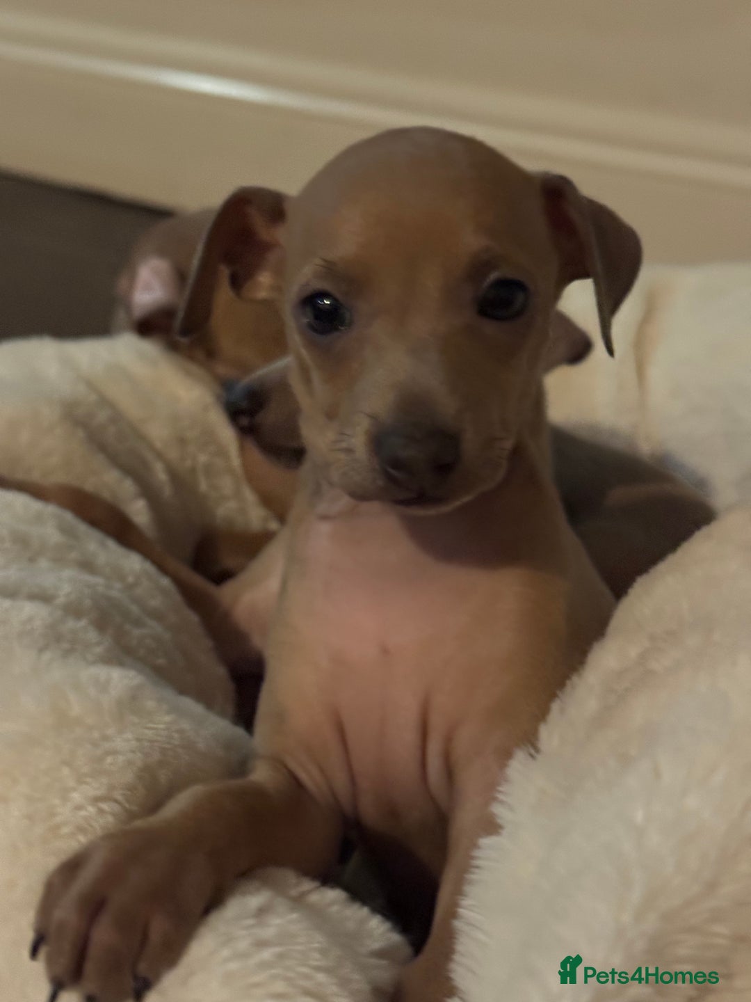 Italian Greyhound dogs for sale: Italian Greyhound Puppies  - Image 8