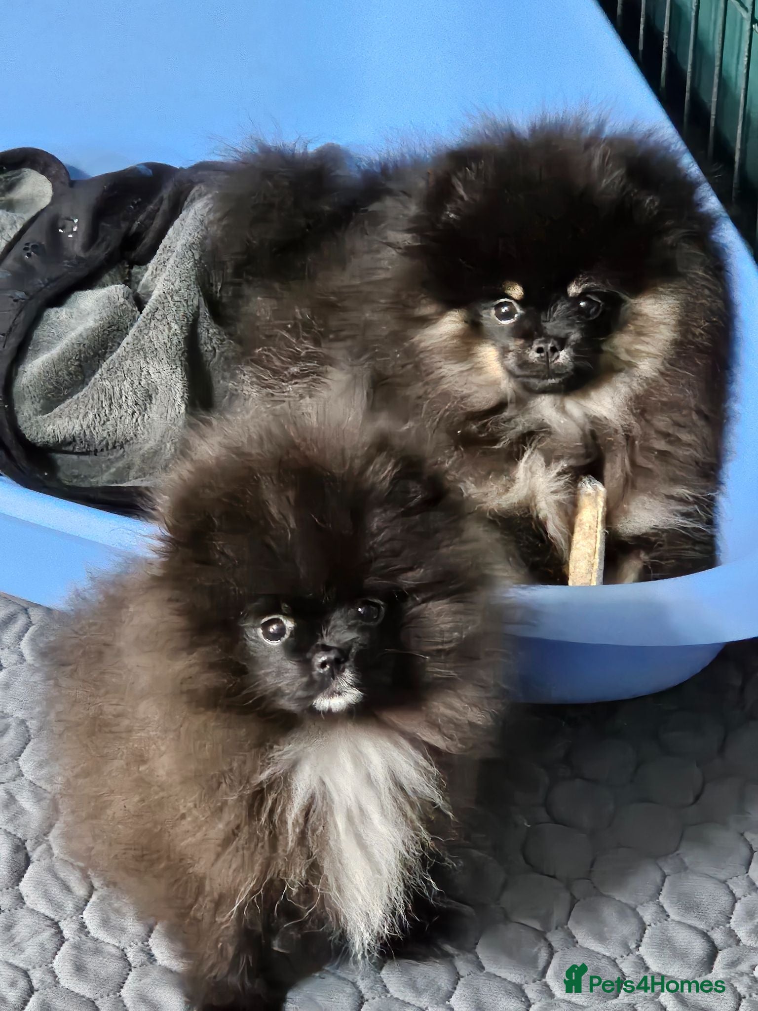 Pomeranian dogs FULLY VACCINATED.. Champion line, Pomeranian pups - Advert 1