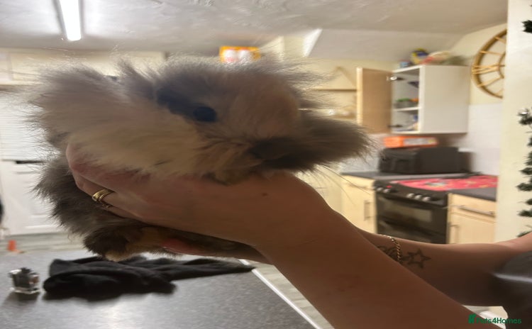 Mini Lion Lop rabbits - Advert 9