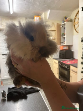Mini Lion Lop rabbits - Advert 9