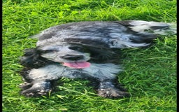 Cocker Spaniel dogs for sale: Exceptional Pedigree Show Type English Cockers  - Image 6