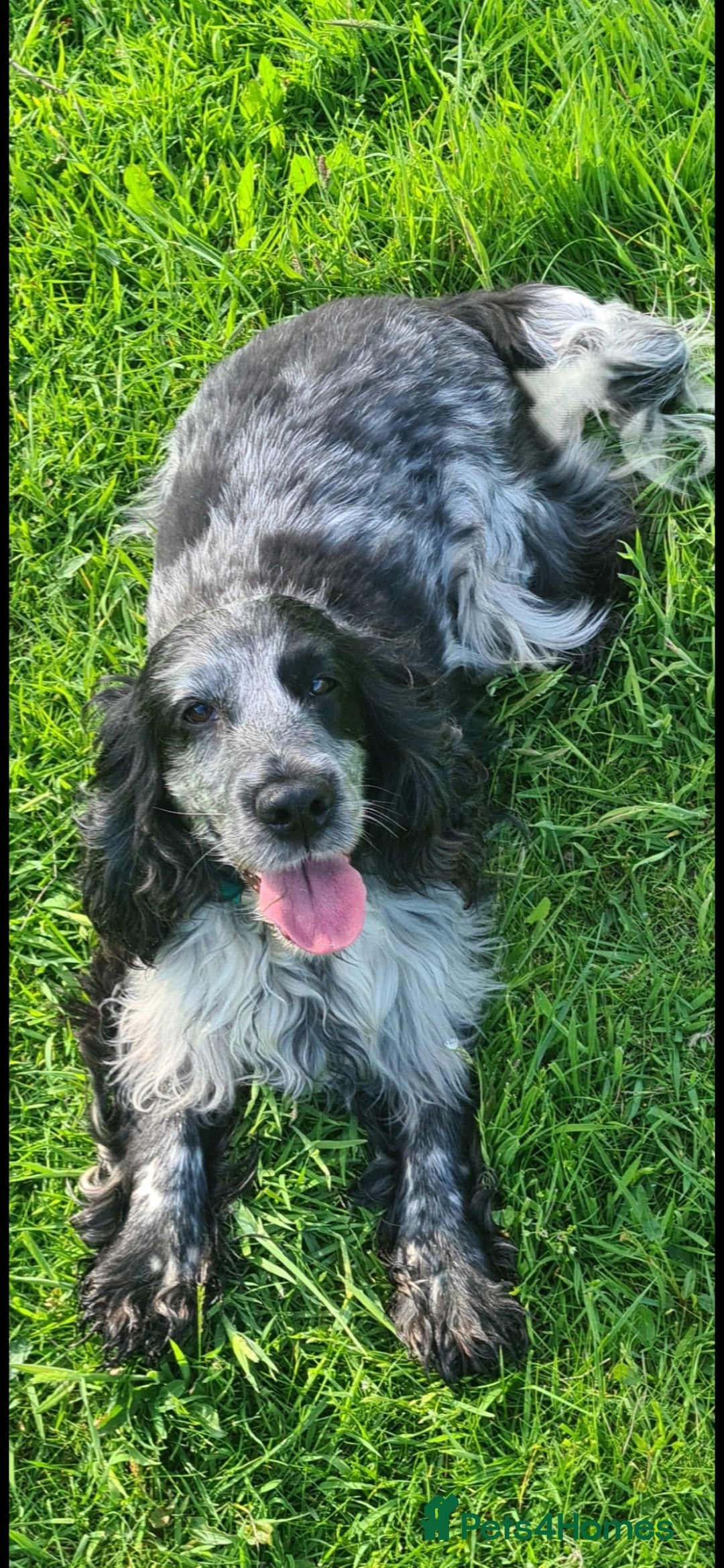 Cocker Spaniel dogs for sale: Exceptional Pedigree Show Type English Cockers  - Image 6