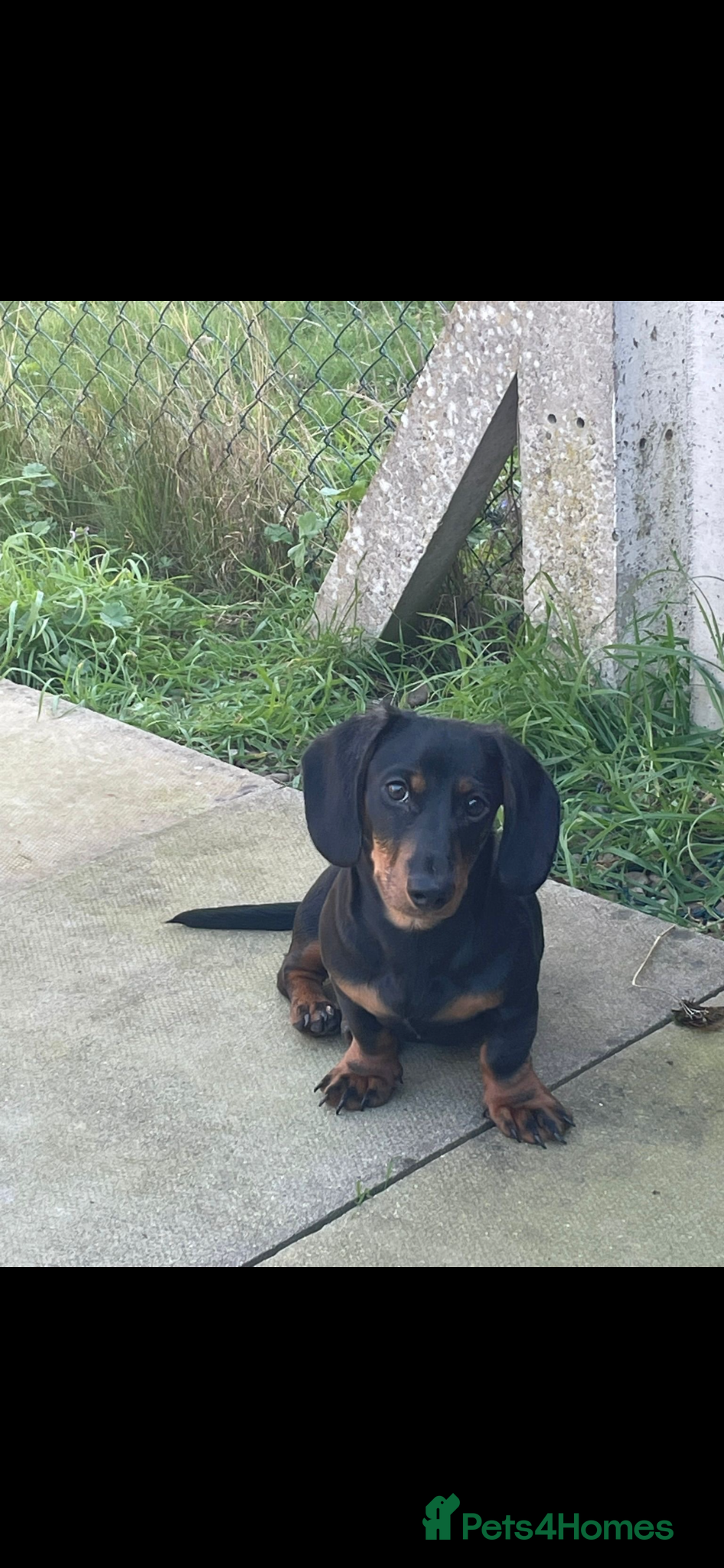 Miniature Dachshund dogs 6 month old Black and Tan Mini Dachshund  - Advert 4