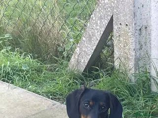 Miniature Dachshund dogs 6 month old Black and Tan Mini Dachshund - Advert 4