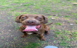 Mixed Breed dogs for sale: Rex for Sale - Image 3