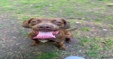 Mixed Breed dogs - Advert 11