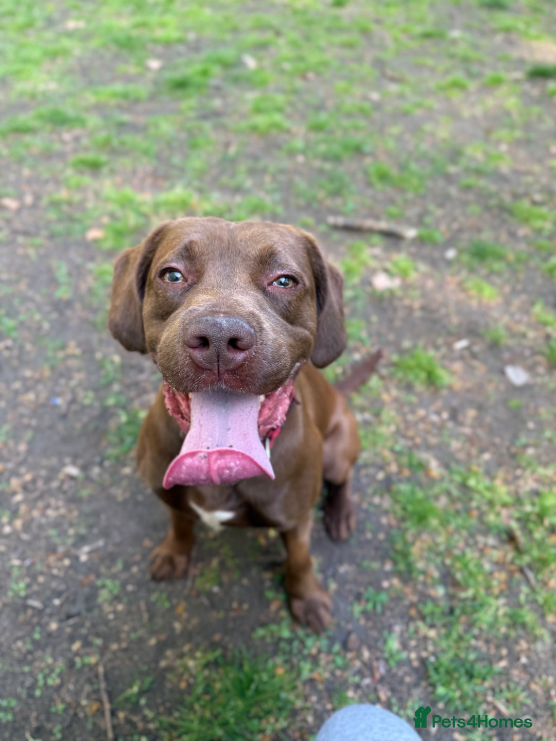 Mixed Breed dogs for sale: Rex for Sale - Image 3