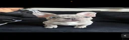 French Bulldog dogs for sale: Merle Frenchbulldog - Advert 5