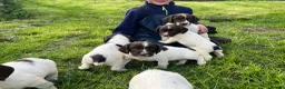 English Springer Spaniel dogs for sale: Traditional English Springer Spaniels  - Advert 12