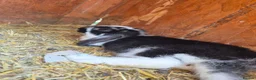 French Lop rabbits for sale: 10 beautiful show quality french lop kits  - Advert 15