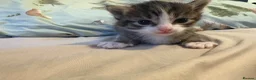 Mixed Breed cats for sale: 3 Lovely tabby 1 grey kittens - Advert 5