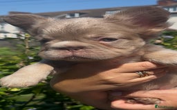 French Bulldog dogs for sale: Fluffy Frenchies - Image 2