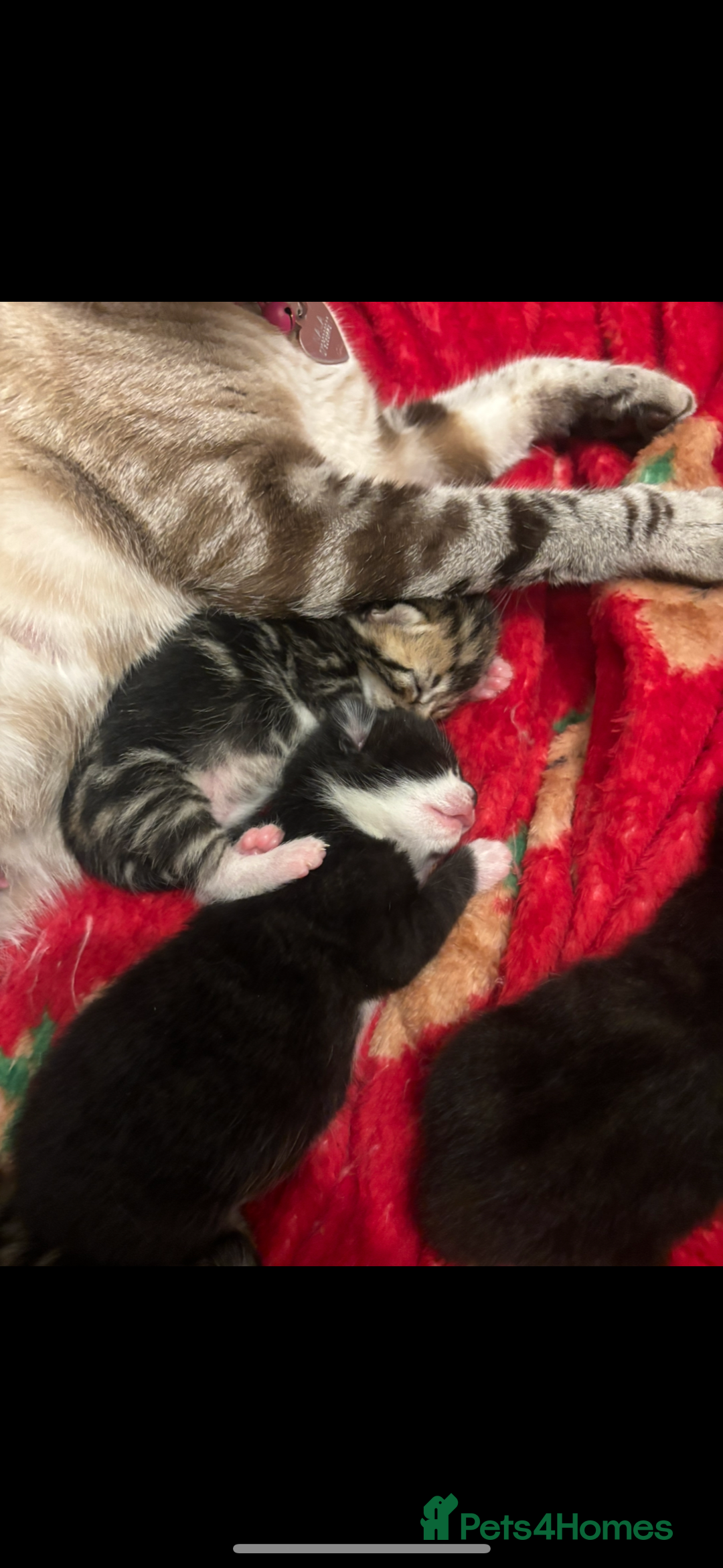 Bengal cats for sale: Bengal kittens  - Advert 20